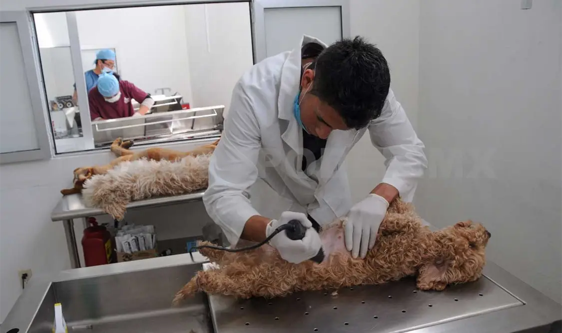 Más de cinco mil perros han sido esterilizados