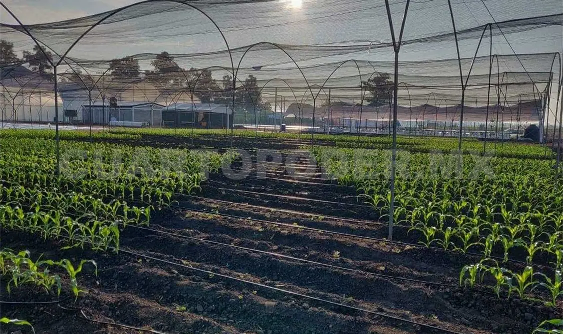 Recortes presupuestales afectan a productores