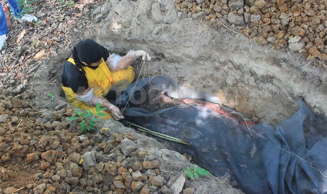 Manatí fallece por red pesquera