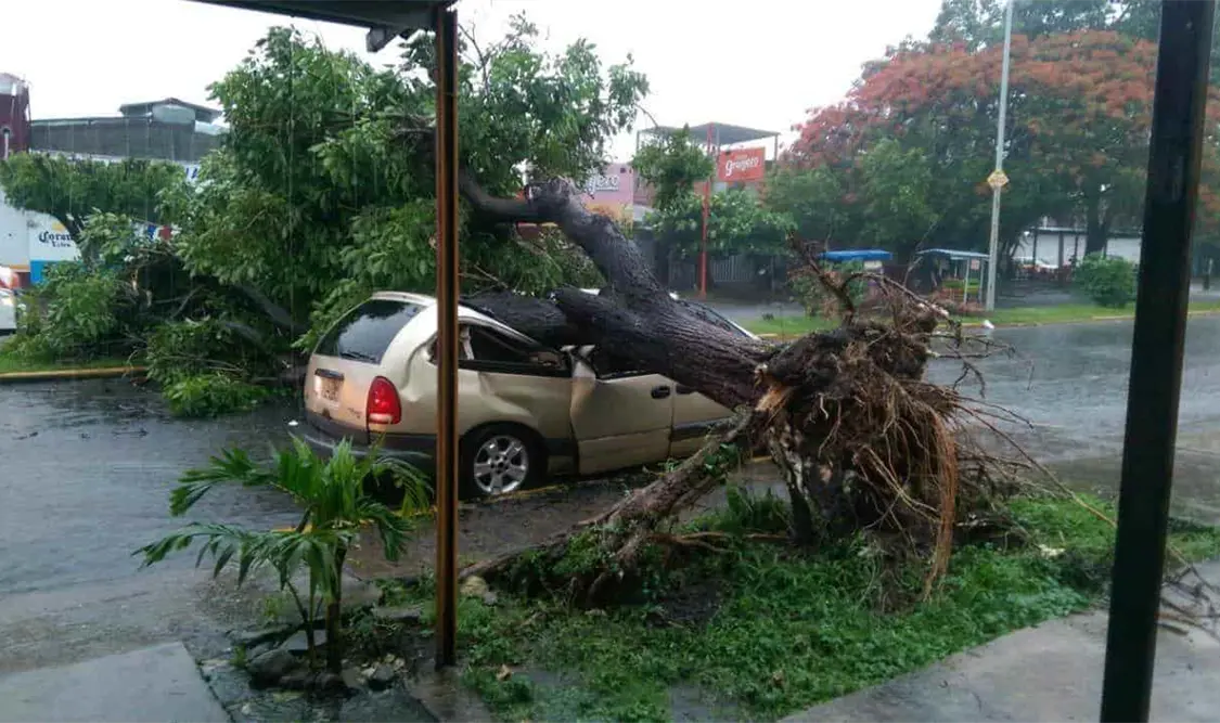 Las fuertes rachas de viento y las corrientes de agua por las lluvias han derribado decenas de árboles en la ciudad. CP