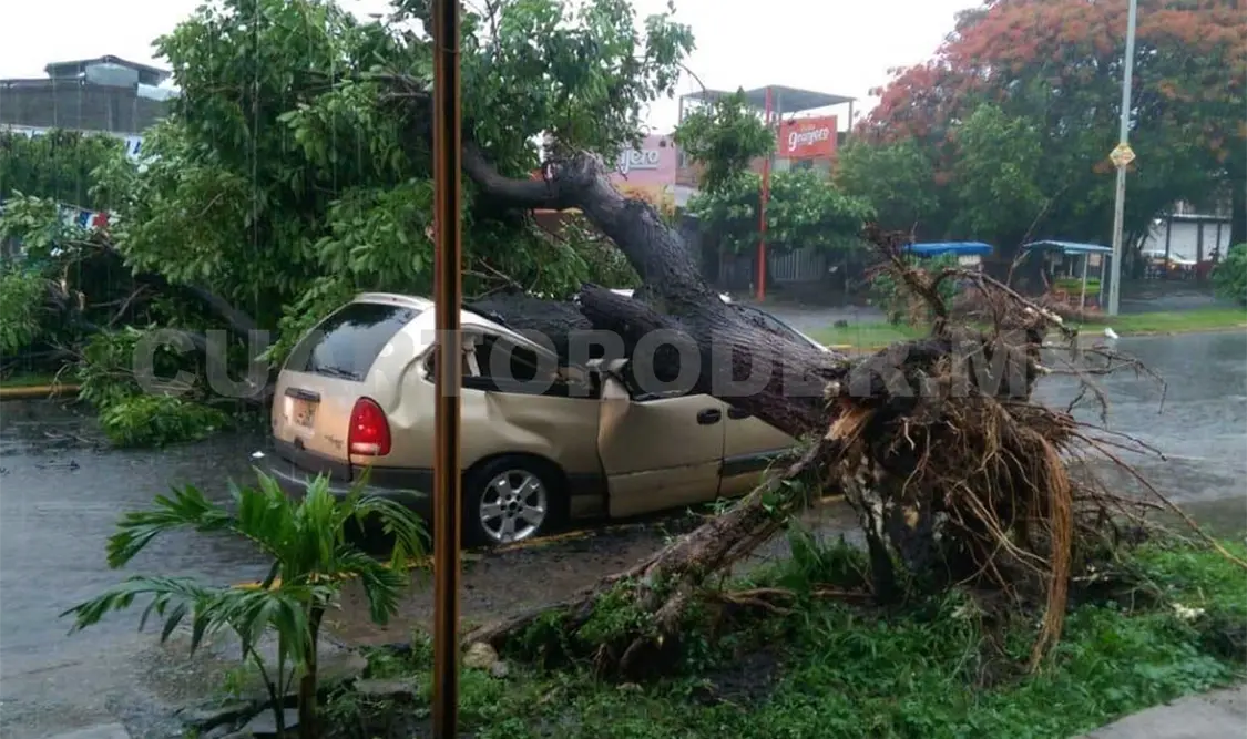 Previenen accidentes por posible caída de árboles