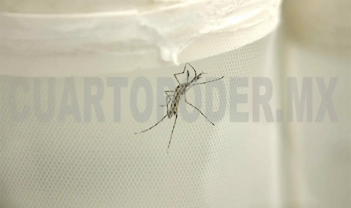 A pesar de las medias preventivas, los casos de dengue siguen aumentando. Guillermo Ramos / CP