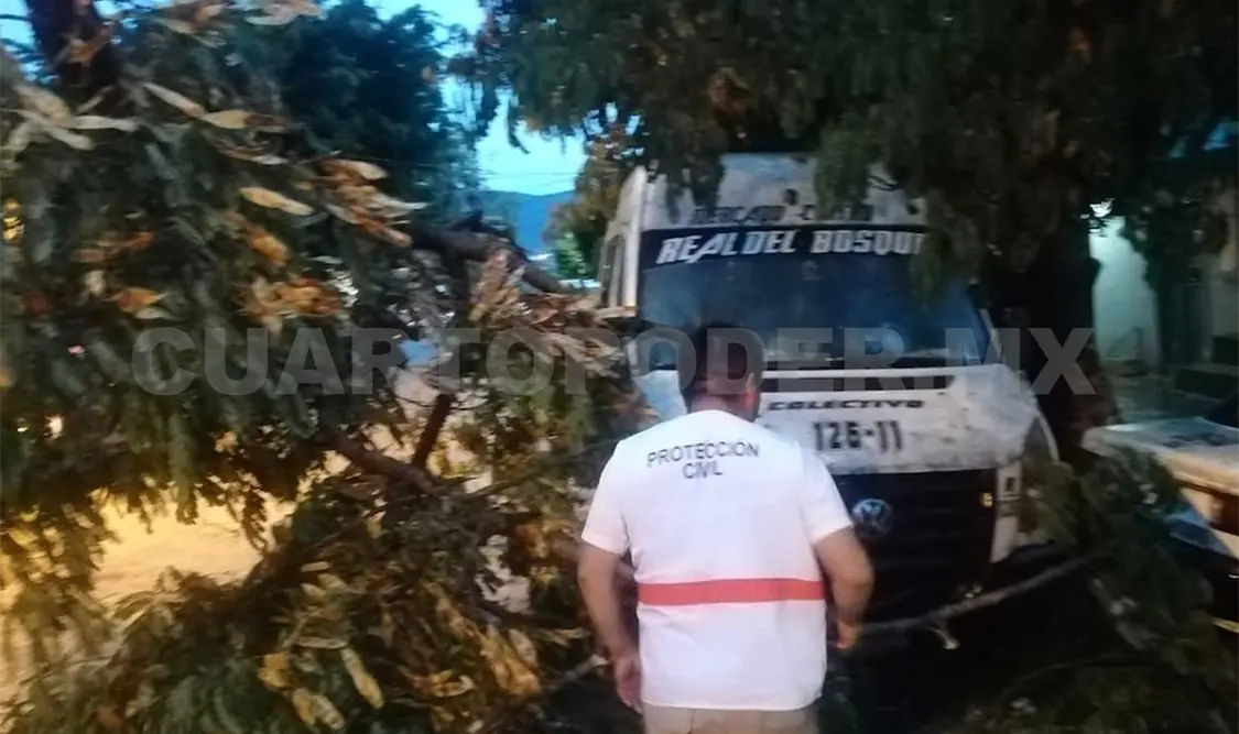 Afectadas 45 viviendas y 92 árboles colapsados