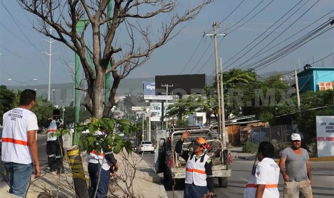Más de 80 árboles en mal estado serán retirados