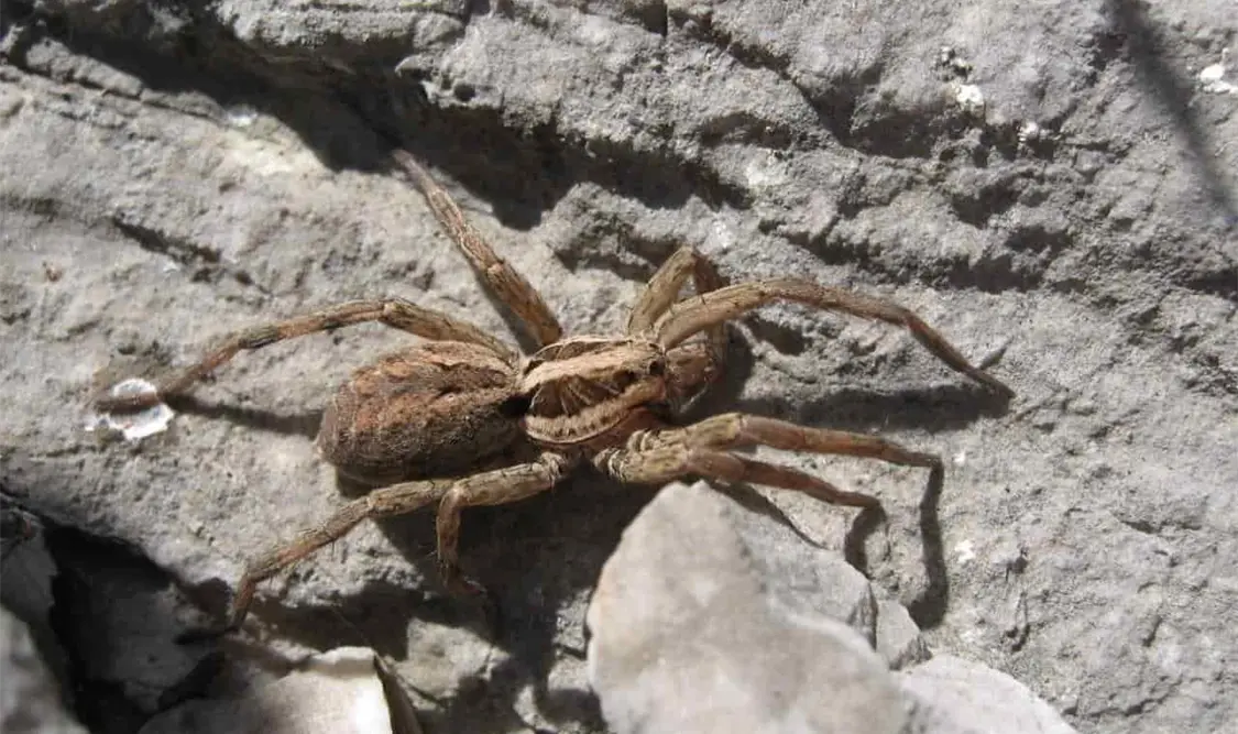 La Araña violinista corresponde a una especie agresiva. CortesíaLa Araña violinista corresponde a una especie agresiva. Cortesía