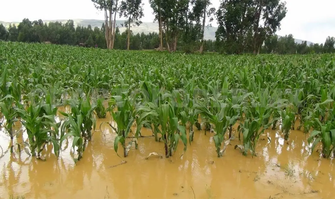 Productores de maíz sufren severos daños por lluvias