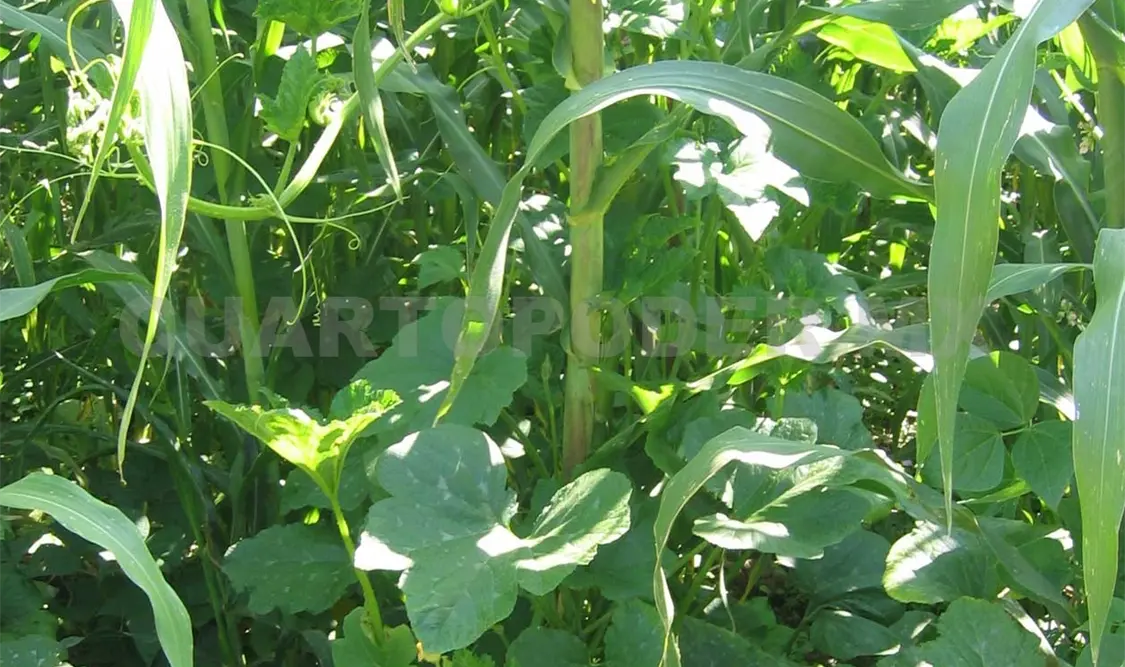 Una opción de nutrición para las mujeres es la “Dieta de la Milpa”. Rodolfo Flores / CP