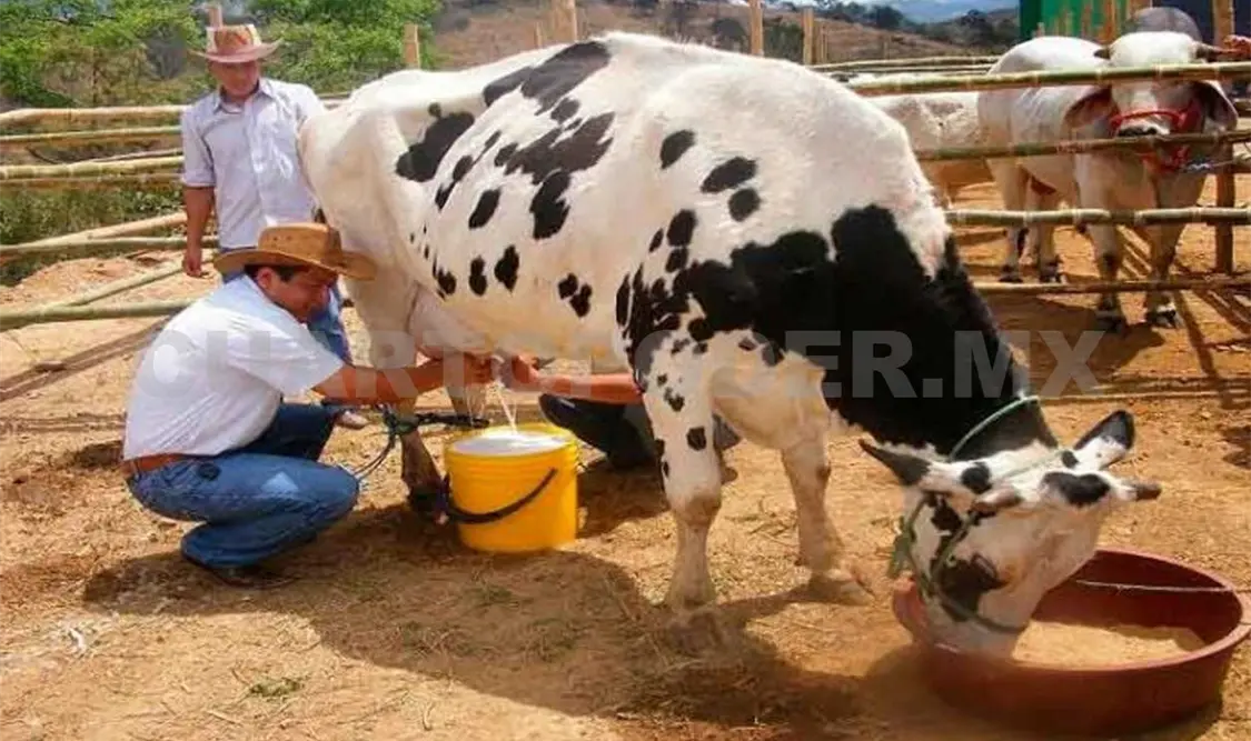 Productores lecheros manifestaron su total inconformidad por el bajo precio al que los empresarios compran su leche. CP