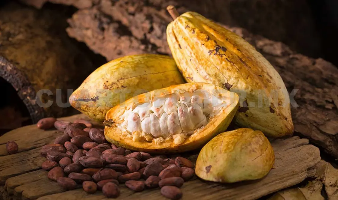 Produtores de cacao temen llegada de nuevas plagas