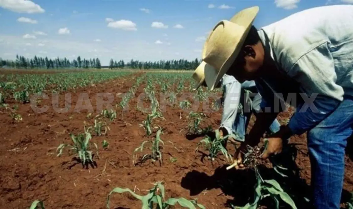 Austeridad ha desmantelado sector agroalimentario