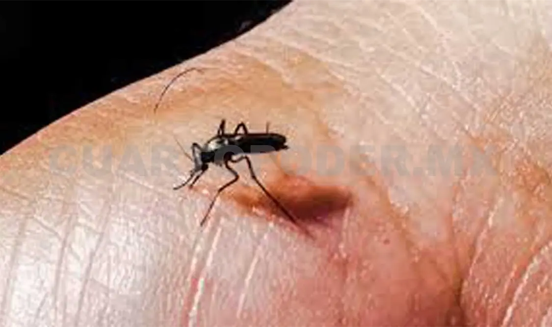 Liberan mosquitos para combatir dengue
