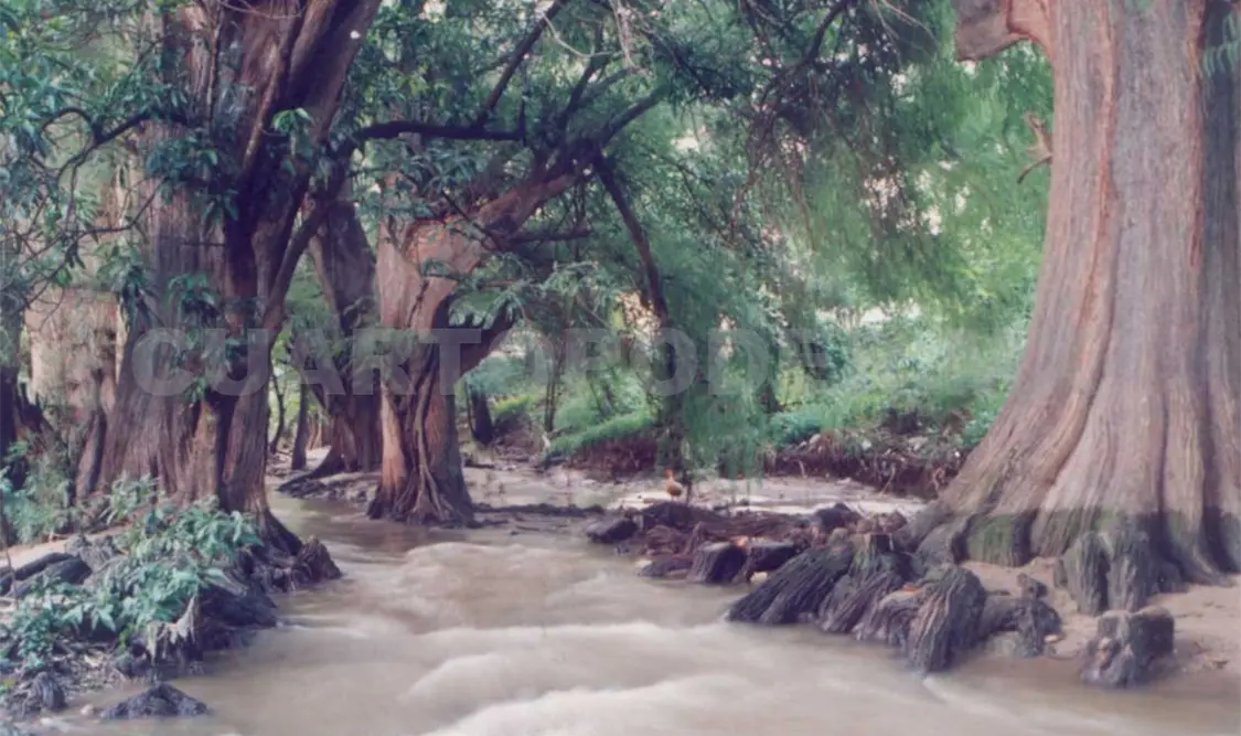 El Sabinal y Potinaspak, los ríos más peligrosos en Tuxtla