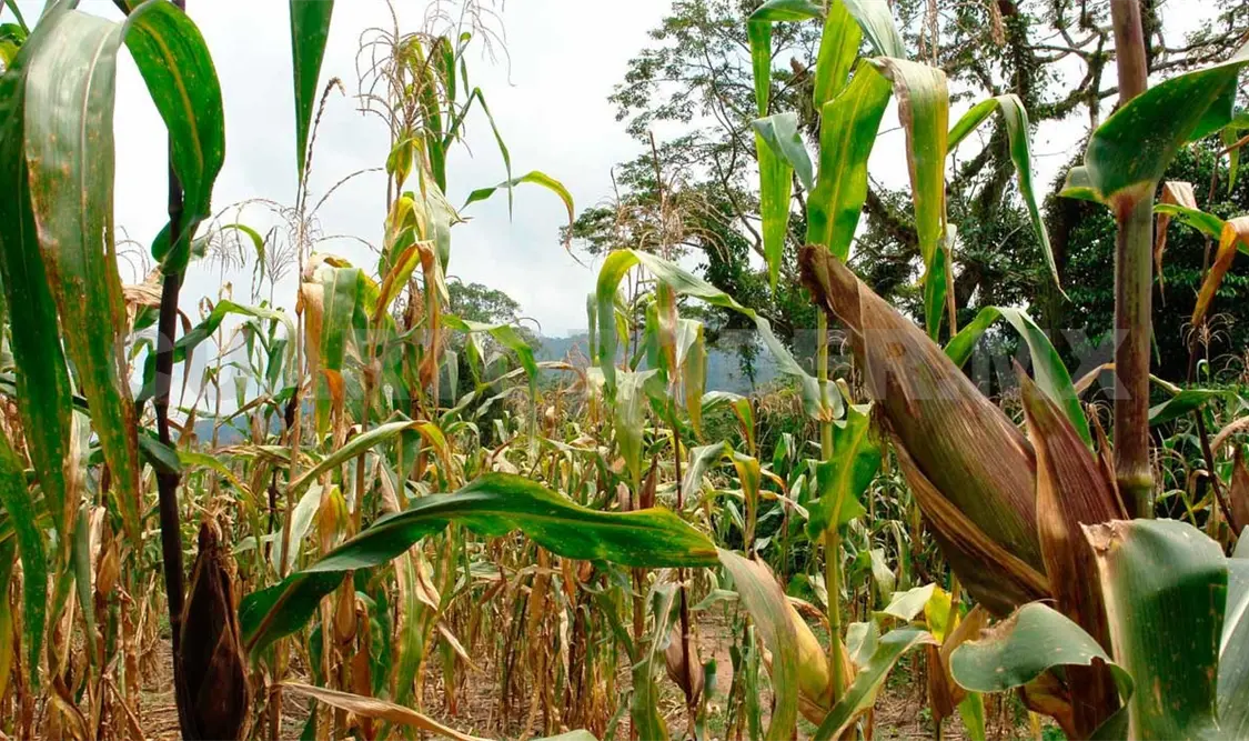 Granos básicos, afectados por abandono del campo