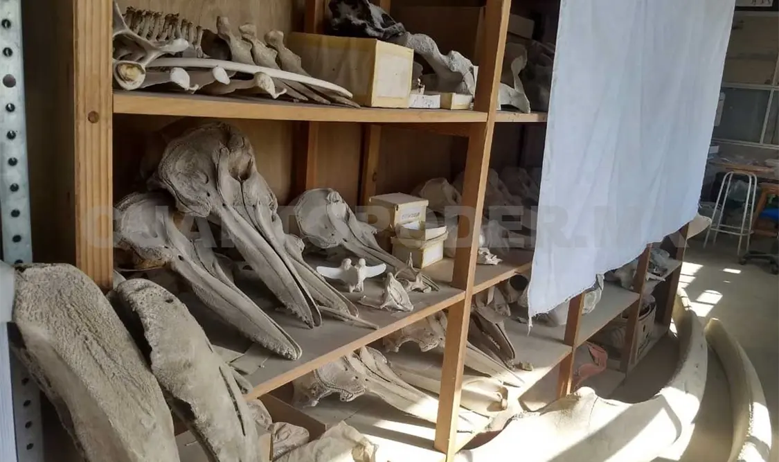 La joven unachense explicó que fue una estancia dirigida hacía la paleontología. CP