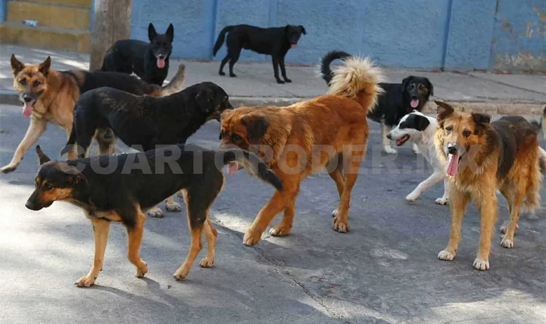 Continúan los trabajos de esterilización en Tuxtla Gutiérrez. CP
