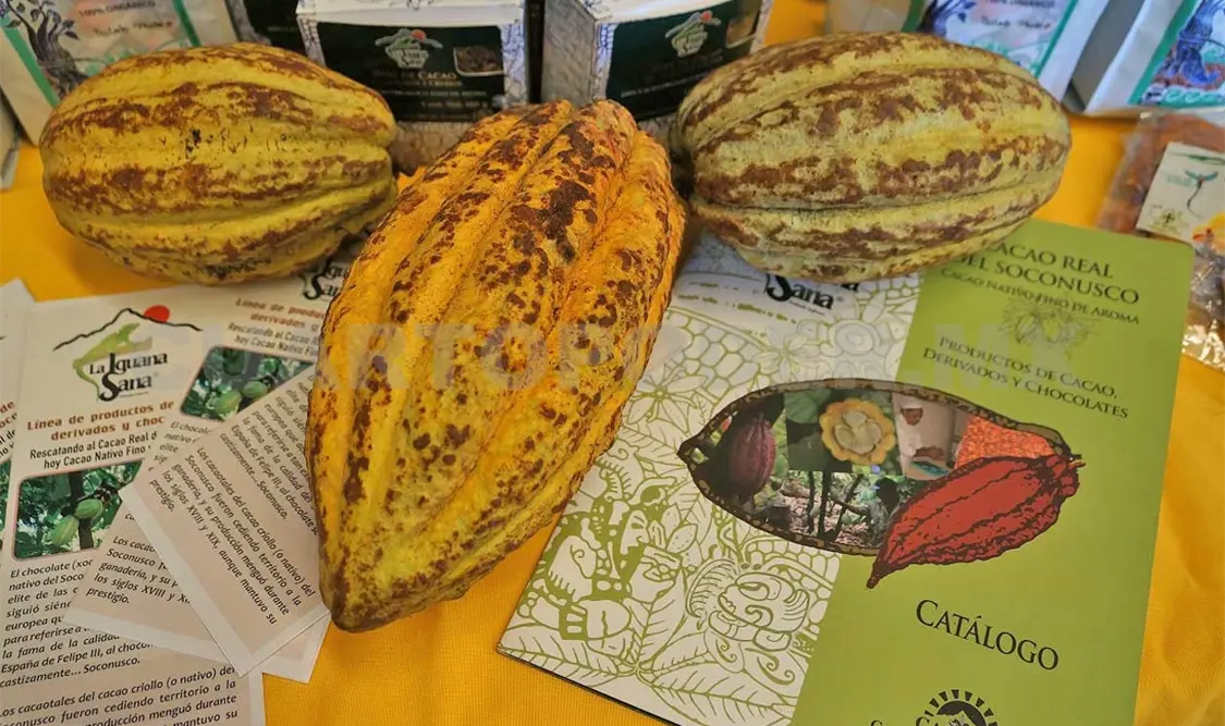 El Sistema Producto Cacao planteó la instrumentación de un amplio programa para el rescate de ese cultivo. Rafael Victorio / CP