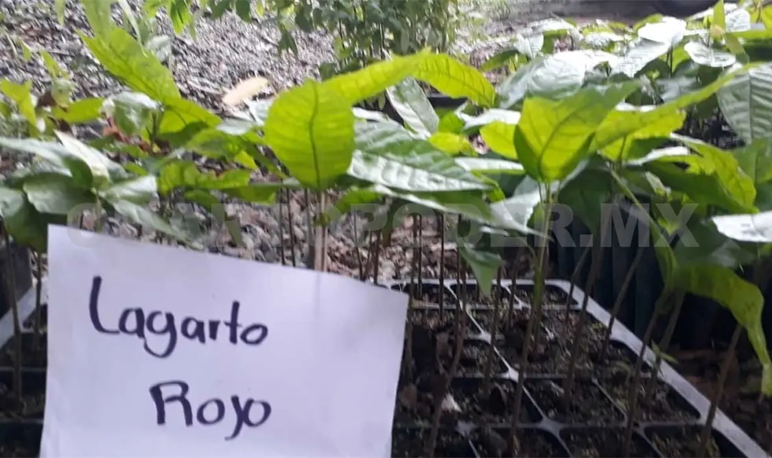 El Casfa es la organización pionera de Chiapas con registro oficial de tres variedades de cacao. Ramón García / CP