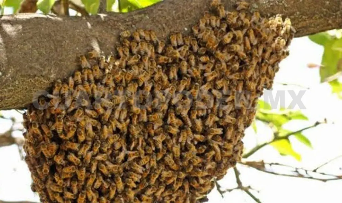 Protección Civil de Mazatlán logró retirar el enjambre de abejas. Agencias