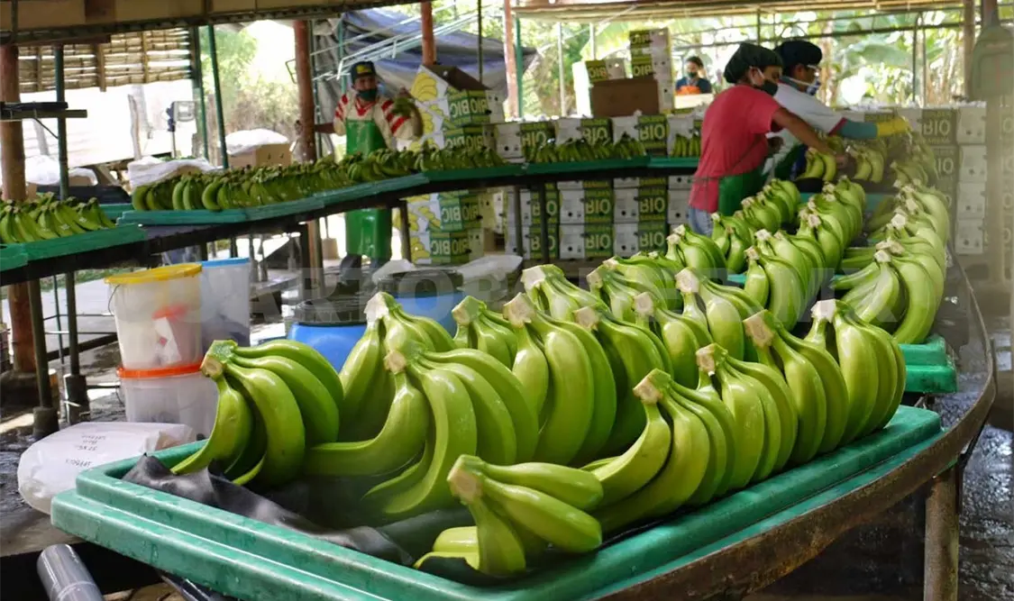 Busca ser zona libre del moko del plátano