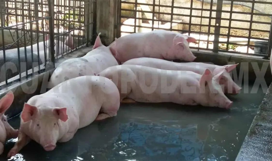 En el estado la carne de cerdo, res y pollo han subido de manera constante. Rodolfo Flores / CP