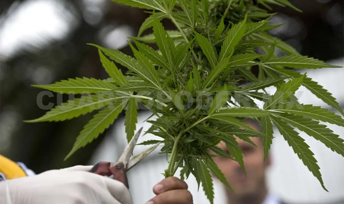 Que el Estado compre y venda cannabis