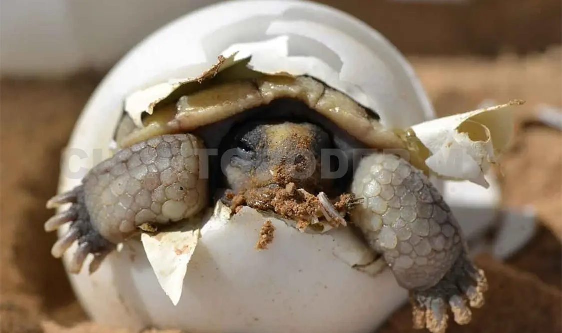 “Narda” destruyó 4 millones de huevos de tortuga