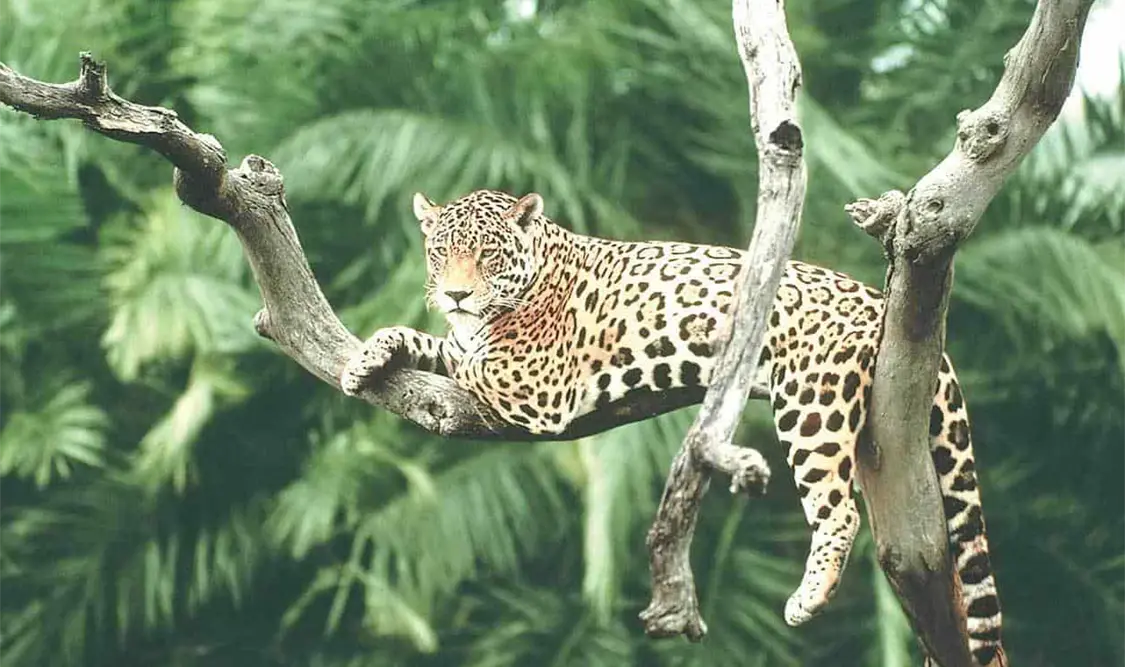 Tipificarán tráfico del jaguar como delito grave