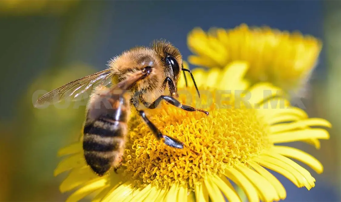 Insectos y arácnidos, la extinción invisible