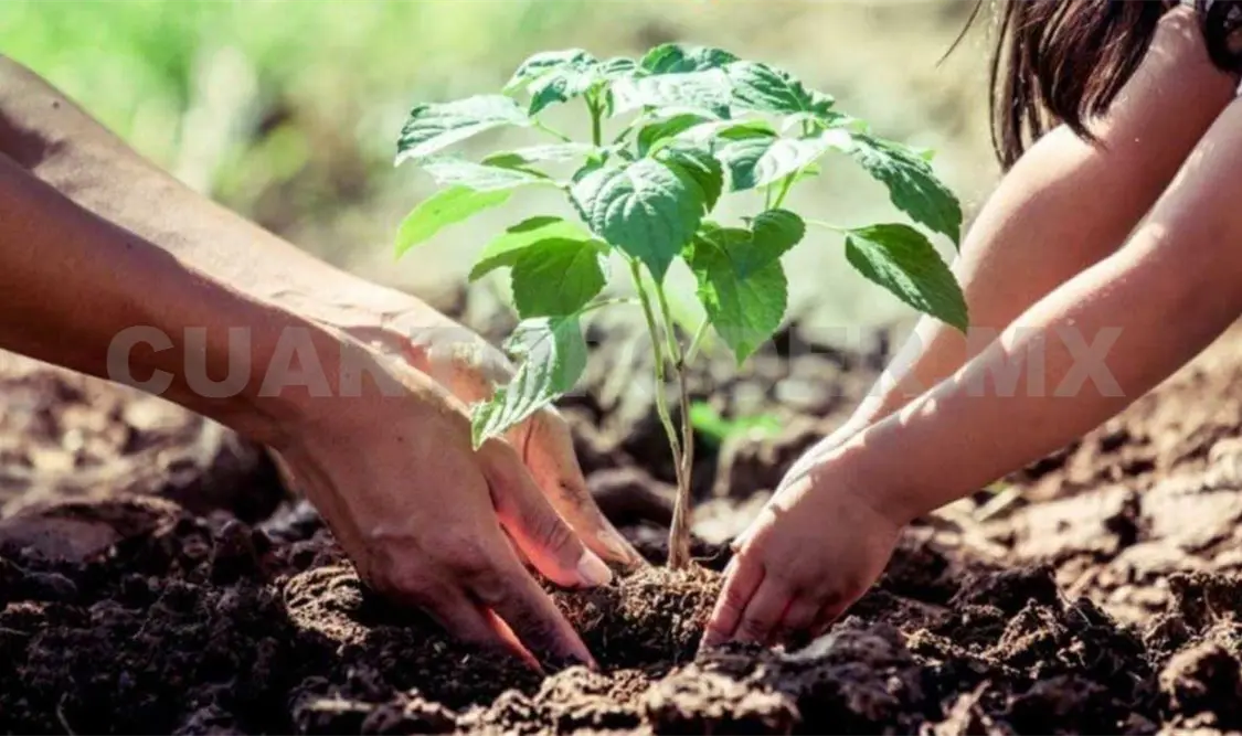 Carrera pedestre suma al cuidado ambiental