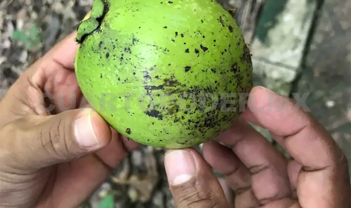 Frutos nativos, la solución a la obesidad