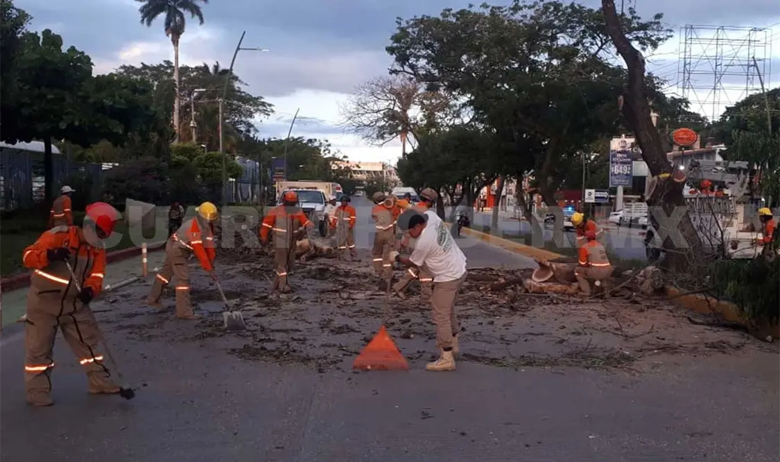 Son 180 árboles que requieren atención en Tuxtla