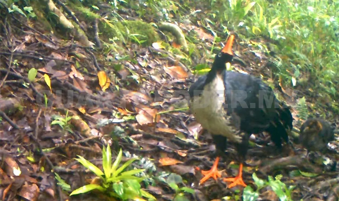 Avistamiento del ave por las cámaras trampas. Andrés Domínguez / CP