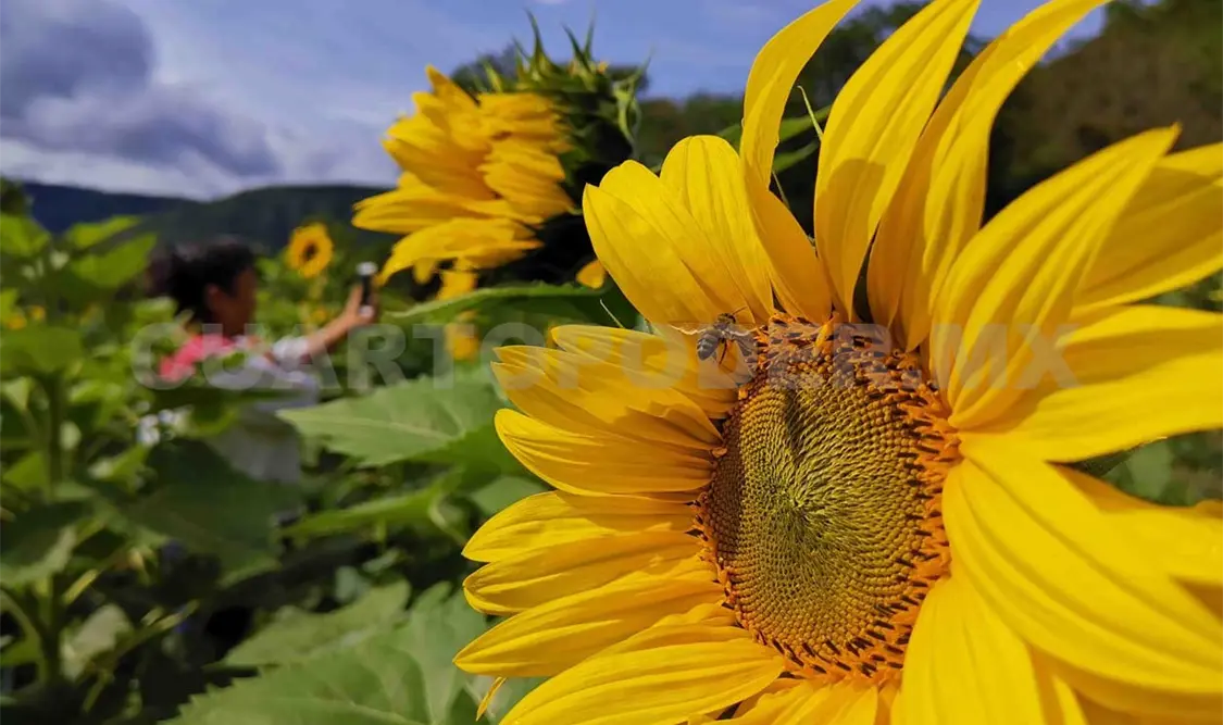 Girasoles reviven turismo en la sierra oaxaqueña