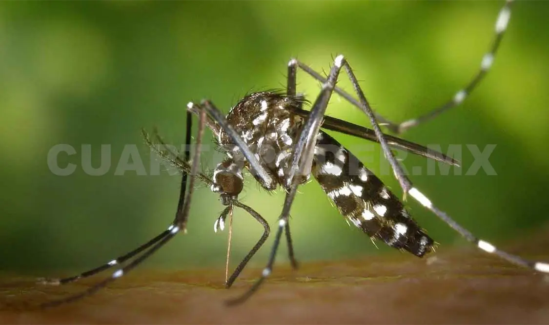 Vacunar al mosco del dengue frenaría al virus