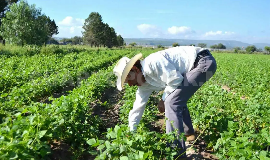 “Estiran” recurso para el campo