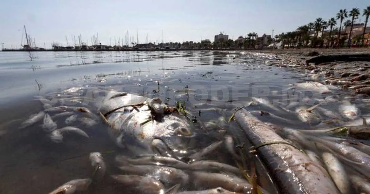 Recolectan 17 toneladas de peces muertos