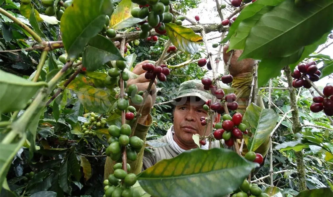 Productores, preocupados por falta de cortadores