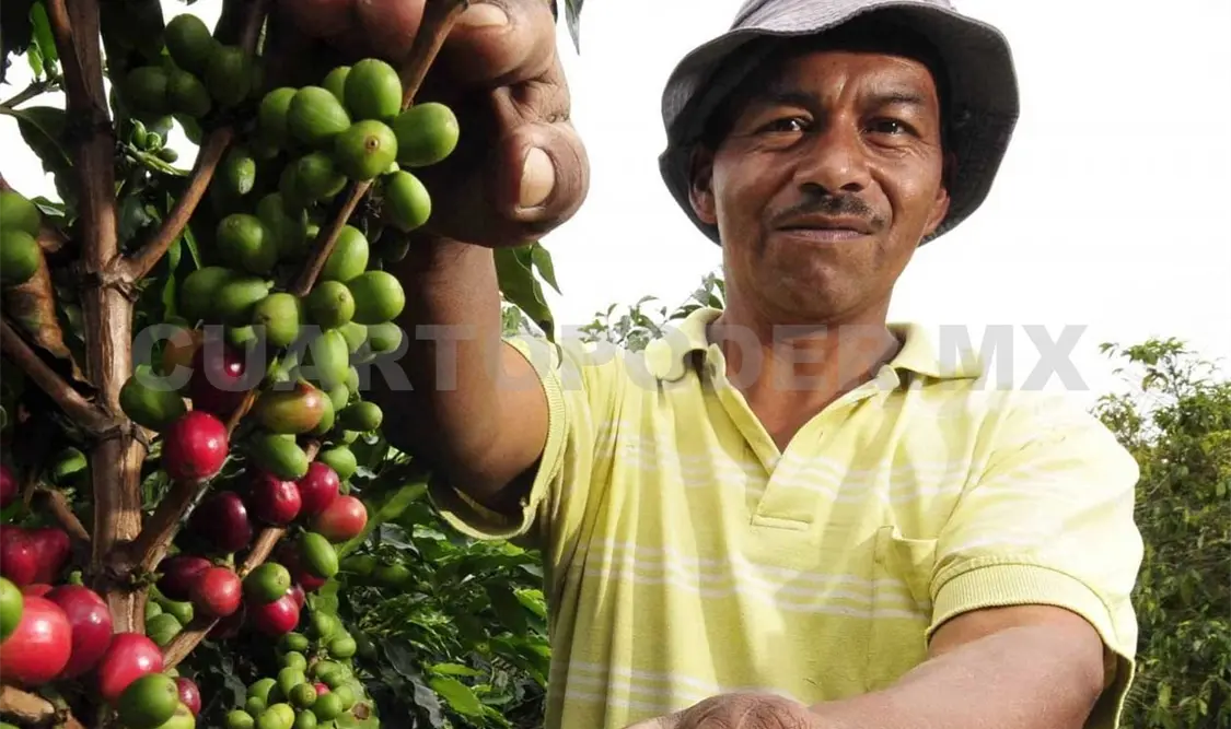 Chiapas, Guerrero, Oaxaca y Veracruz son los principales productores de café.