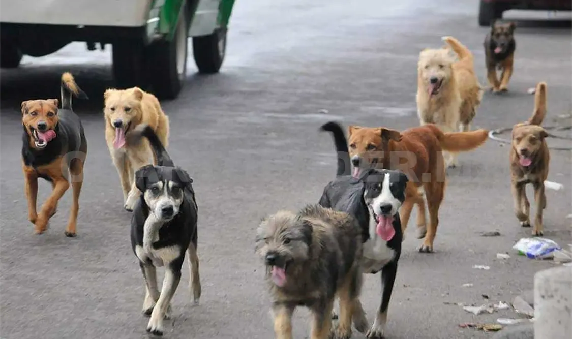 Desafortunadamente existe una alta incidencia de maltrato animal en la capital. Cortesía