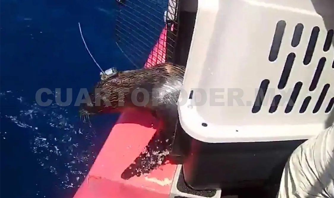 Liberación de los lobos marinos en Ecuador. Cortesía