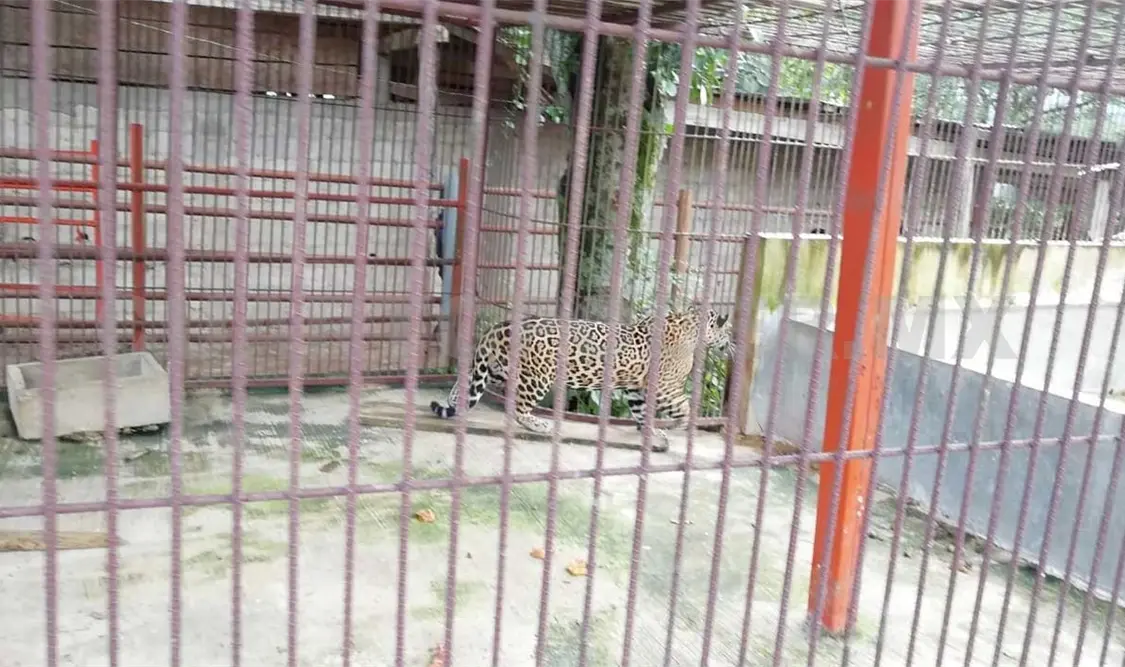 Fiscalía asegura animales exóticos; dos detenidos