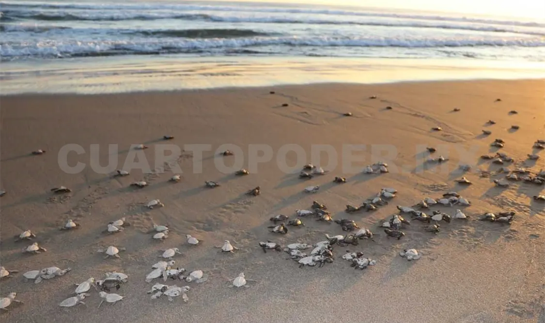 Liberan 300 crías de tortuga golfina