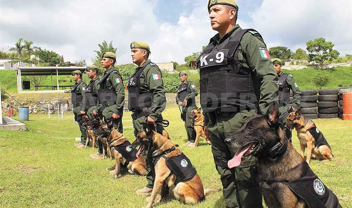 Fuerza canina: olfato contra el crimen