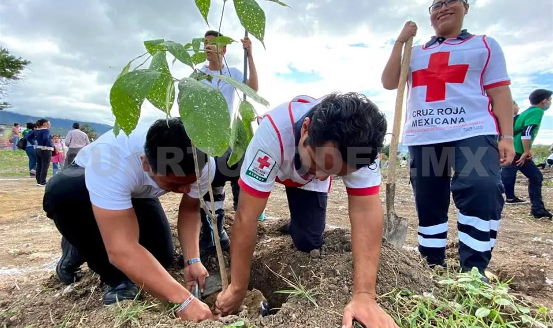 Estas acciones de reforestación se suman a lo que el Ayuntamiento ha realizado en el transcurso de esta administración. CP