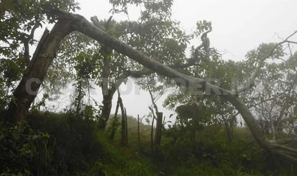 Las fuertes rachas de viento derribaron árboles y causaron estragos en carreteras. Cortesía / CP