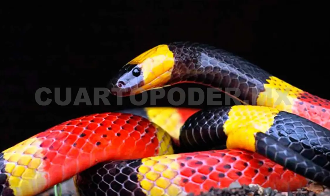A diario, 384 muertes por mordedura de serpiente