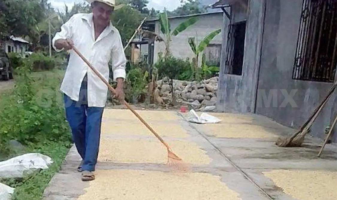 Impulsan cultivo de arroz en la costa de Chiapas