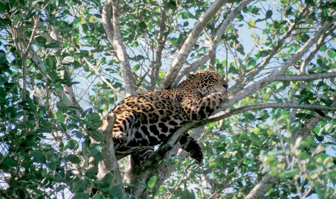 El jaguar, animal icónico de América