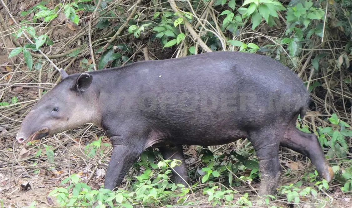 Tapir, la importancia del “jardinero de la selva”