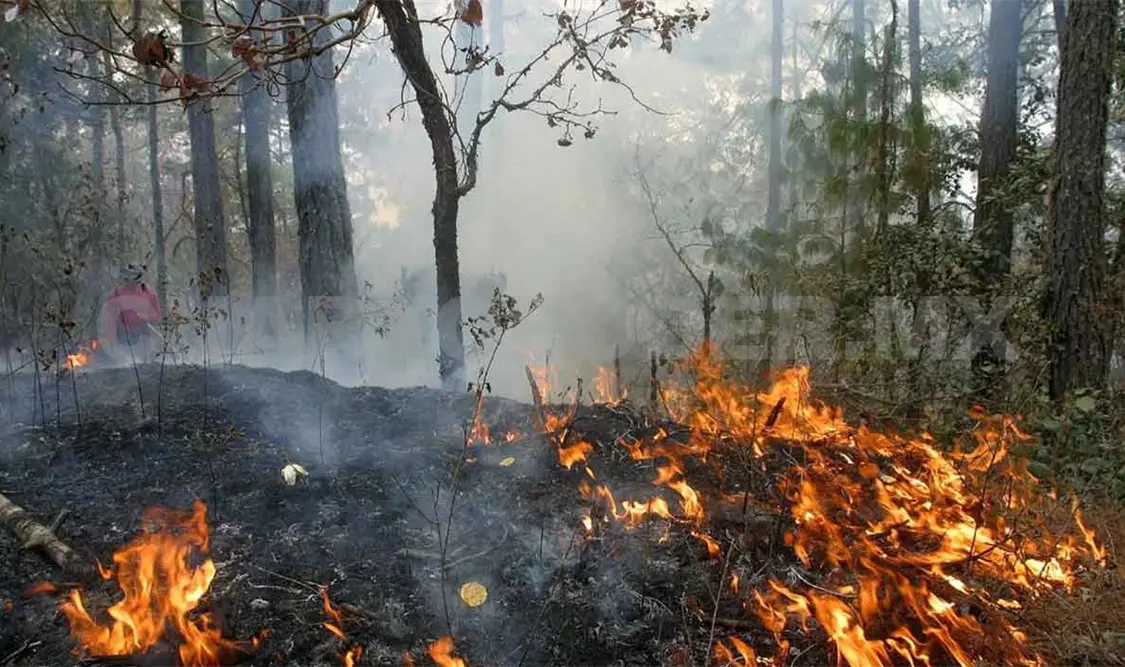 Incendios consumieron 33 mil hectáreas en 2019